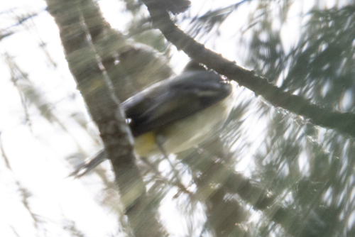 iNaturalist observation photo of Vireos