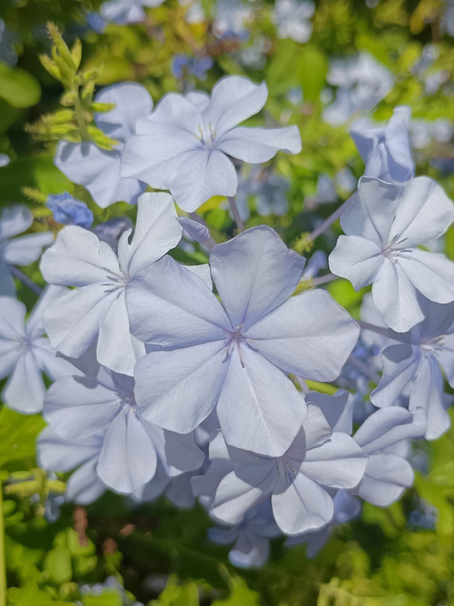 Plumbago auriculata