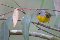 Nashville Warbler photo 6