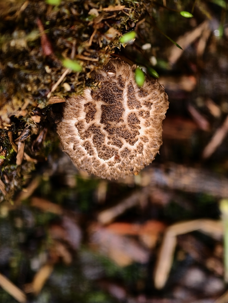 Lentinus tigrinus · April 2026 · photo: © falcontierra (iNaturalist, cc0)