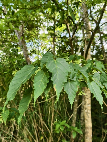 Acer insulare iNat (3)