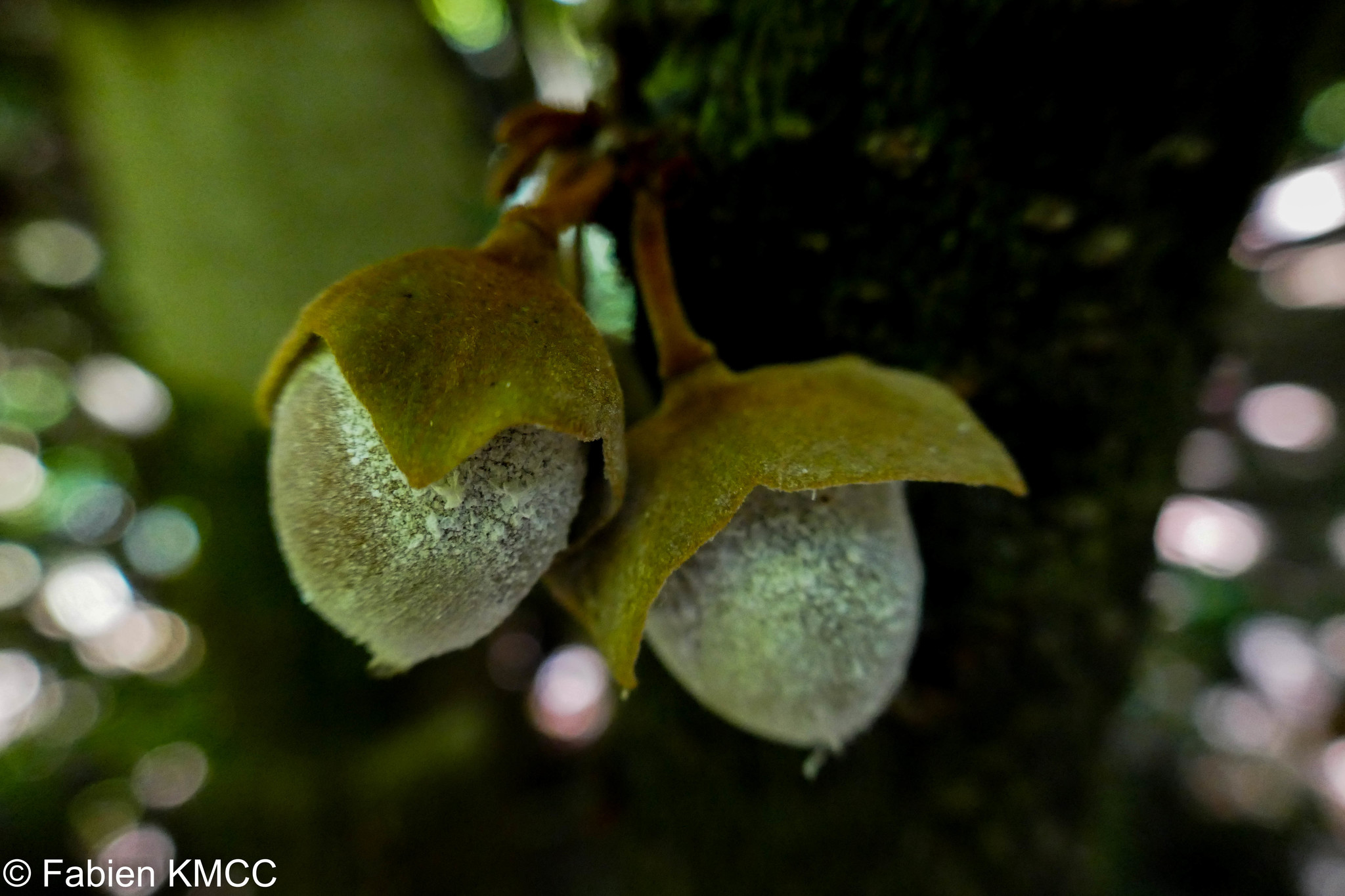 Diospyros gracilipes