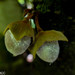 Diospyros gracilipes - Photo (c) Rahaingoson Fabien, some rights reserved (CC BY-NC), uploaded by Rahaingoson Fabien