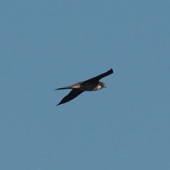 Falco eleonorae