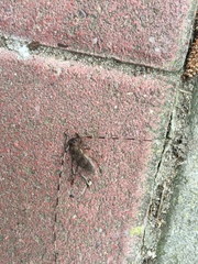 Acanthocinus aedilis