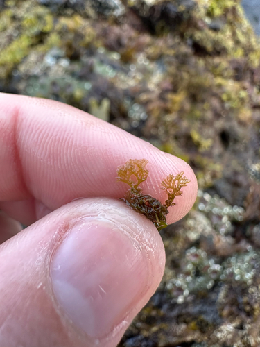 Plocamium violaceum observed 2026-04-20