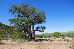 Adansonia