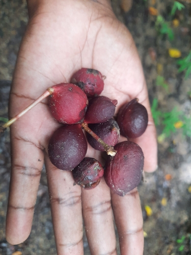 Cola porphyrantha