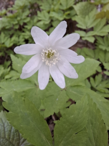 Наблюдение на iNaturalist