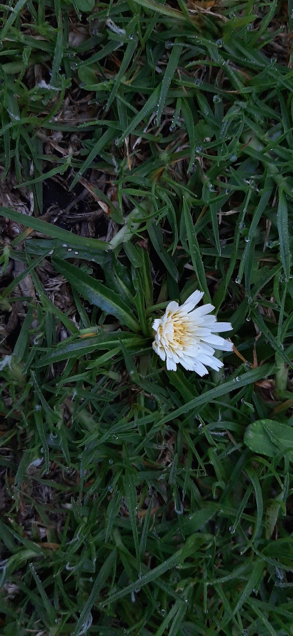 Hypochaeris sessiliflora image