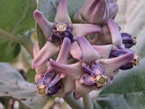 crown flower