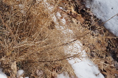 Microstegium vimineum