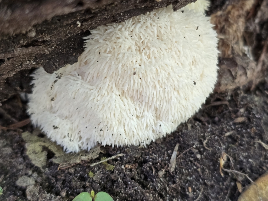 Hericium erinaceus · April 2026 · photo: © christinebraaten (iNaturalist, cc0)