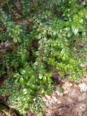 Buxus sempervirens