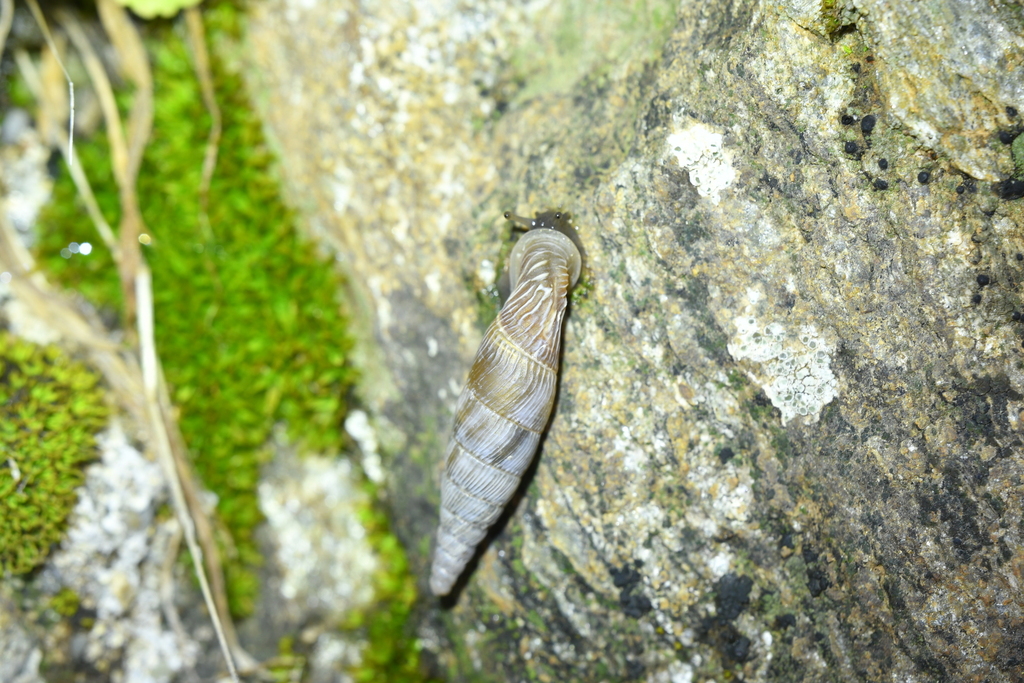 Albinaria papillifera