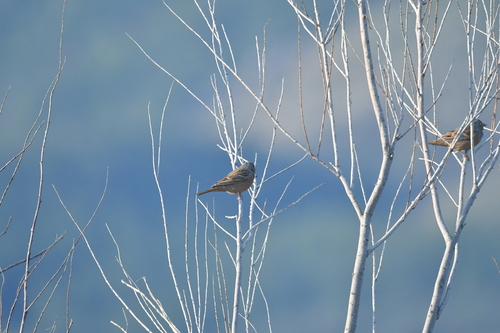 Cretzschmar's Bunting