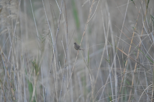 Delicate Prinia