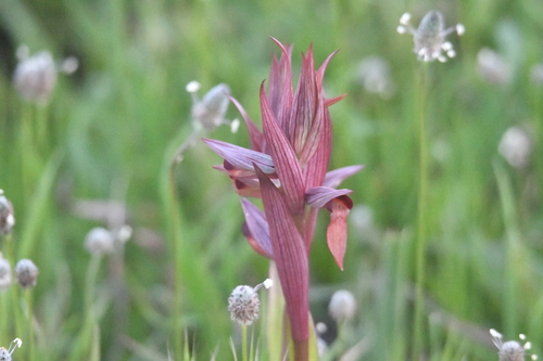 Eastern Tongue Orchid