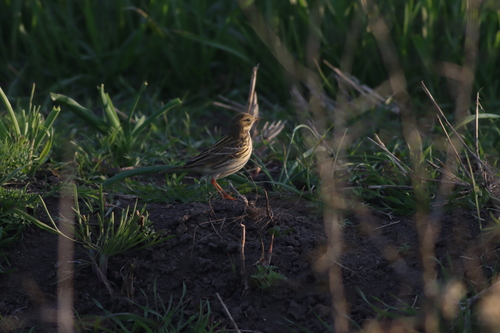 Meadow Pipit