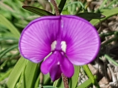 Swainsona