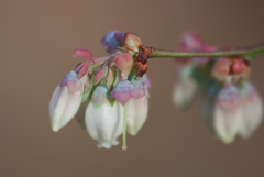 Vaccinium virgatum