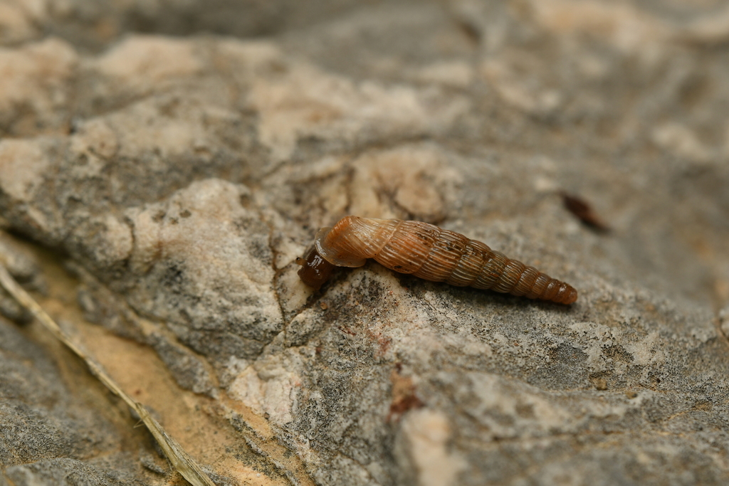 Albinaria monocristata