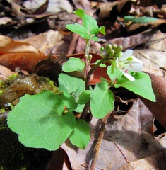 Cardamine flagellifera