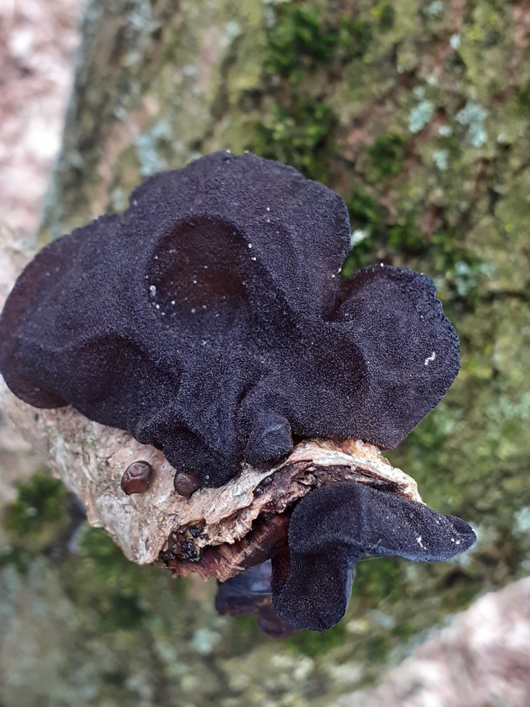 Exidia truncata · March 2026 · photo: © annne29 (iNaturalist, cc-by)