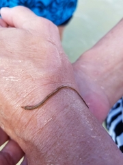 Syngnathidae