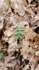 Hydrophyllum appendiculatum