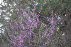 Cercis canadensis canadensis