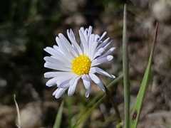 Brachyscome graminea