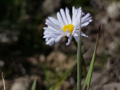 Brachyscome graminea