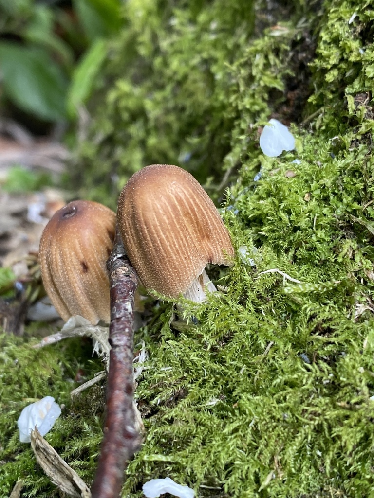 Micacei · April 2026 · photo: © april_coulon (iNaturalist, cc0)