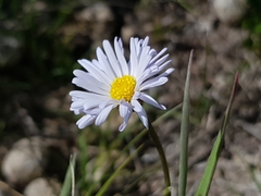 Brachyscome graminea