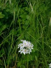 Hyacinth brodiaea (Triteleia hyacinthina)