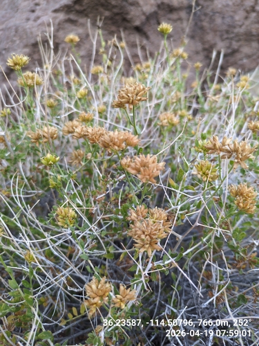 Amphipappus fremontii, 2026-04-19