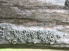 Lecanora pacifica