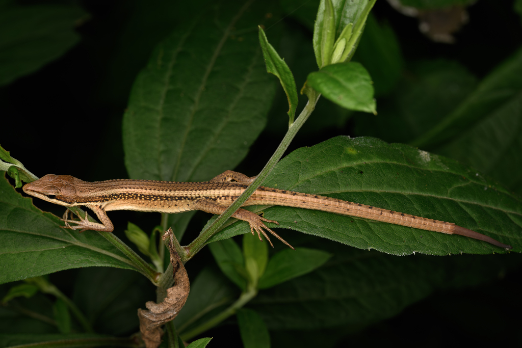 Kuhne's Grass Lizard
