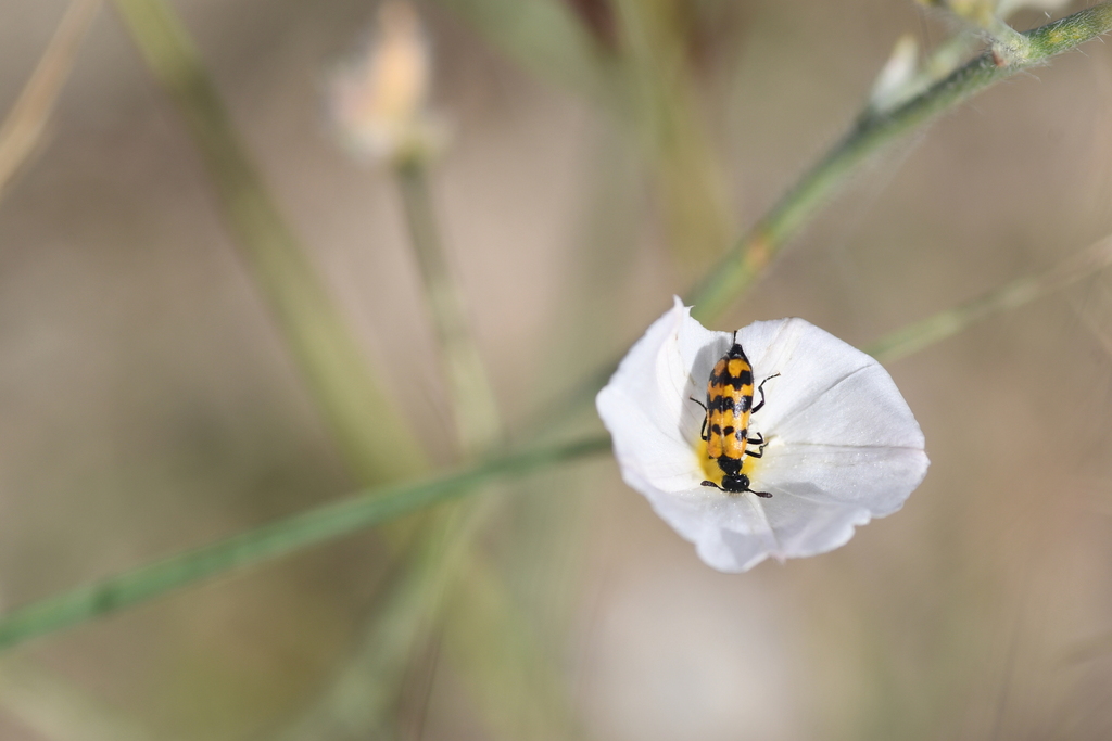 Actenodia denticulata