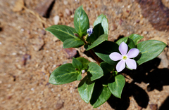 Catharanthus scitulus