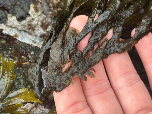 Elachista fucicola observed 2026-04-20