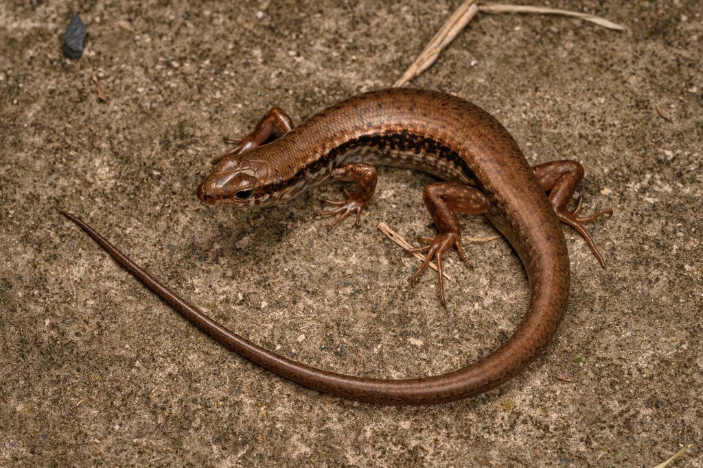 Himalayan Forest Skink