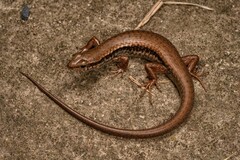 Himalayan Forest Skink photo 1