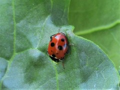 Hippodamia variegata