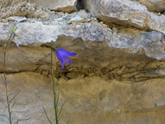 Campanula intercedens