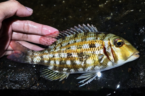 Ornate Emperor (Lethrinus ornatus)