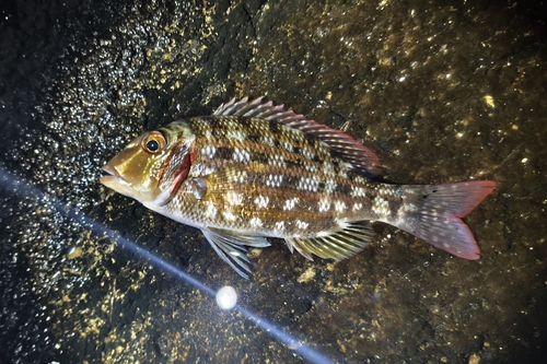 Ornate Emperor (Lethrinus ornatus)