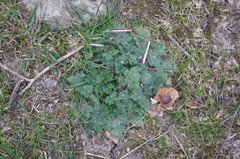 Ranunculus neapolitanus