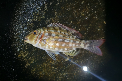 Ornate Emperor (Lethrinus ornatus)